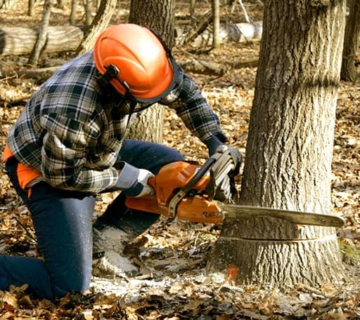 Tree Removal in Warnock, OH